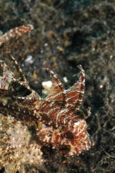  Paracentropogon longispinis (Wispy Waspfish)